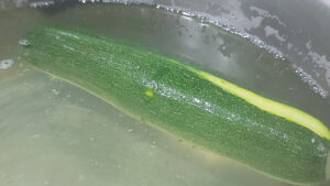 zucchine sbollentate